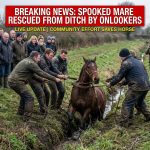 Breaking: Spooked Mare Gallops Headfirst Into Ditch, Rescued by Onlookers