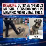 <p>Video taken during a February 4, 2026, Memphis Safe Task Force warrant shows a U.S. marshal in tactical gear kicking a small schnauzer named Yoshi as officers arrested a man, sparking widespread outrage online. The dog’s owner, Emma Hollingsworth, posted the clip and says Yoshi was later diagnosed with a broken rib. Local reports say the operation sought Jaquize Henderson and involved a law‑enforcement K‑9; the U.S. Marshals called the episode “unfortunate,” cited leash rules, and said they are reviewing the footage. The clip’s circulation has prompted demands for accountability and an investigation. Many neighbors and advocates condemned the action.
Sources: (<a href="https://www.actionnews5.com/2026/02/06/memphis-safe-task-force-officers-actions-draw-backlash-after-dog-injured-during-arrest/?utm_source=openai">actionnews5.com</a>)</p>